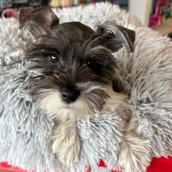 Female Mini Schnauzer puppy named Wendy for sale at Petland North Kansas.