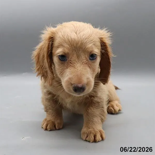 Male Dachshund puppy for sale at Petland Blue Springs.