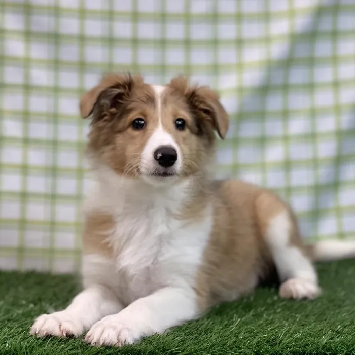 Male Sheltie Puppy for sale