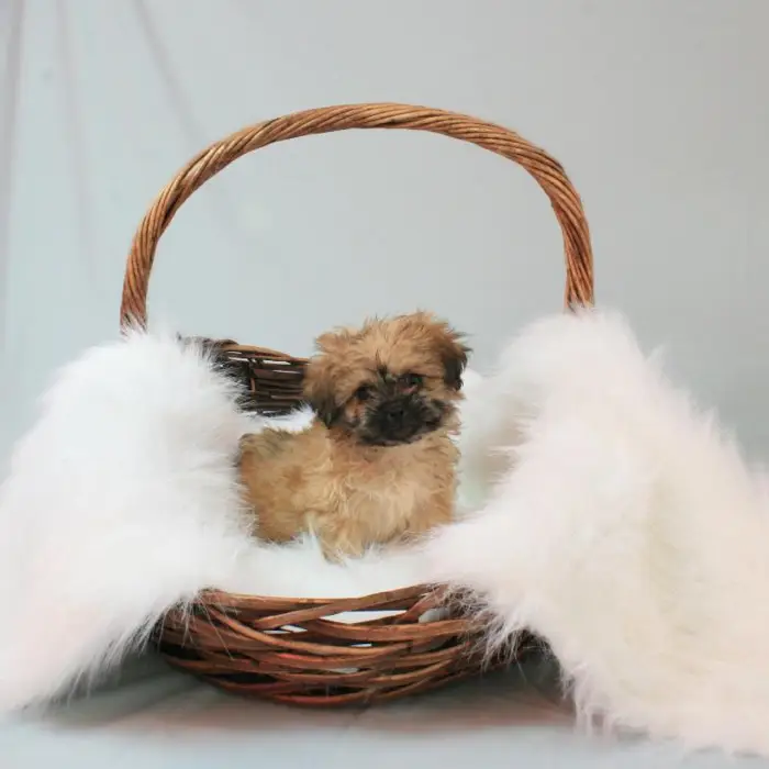 Female Peke-a-poo Puppy for sale