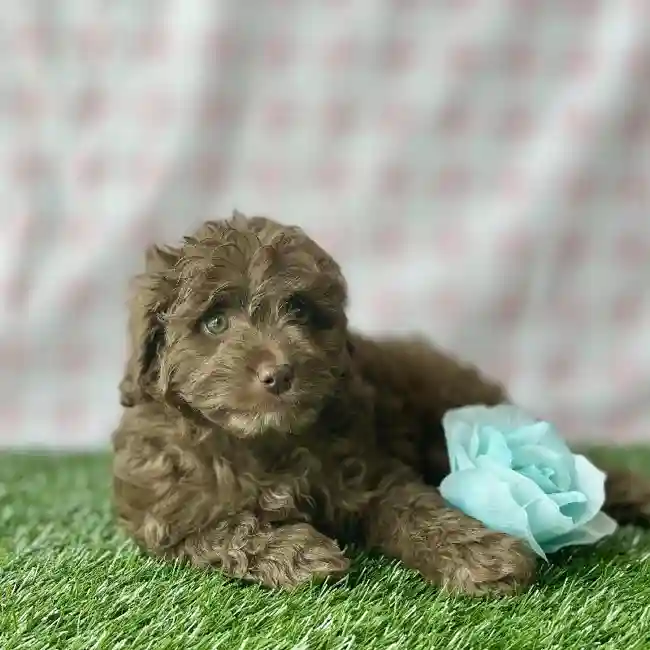 Male Mini Aussiedoodle Puppy for sale