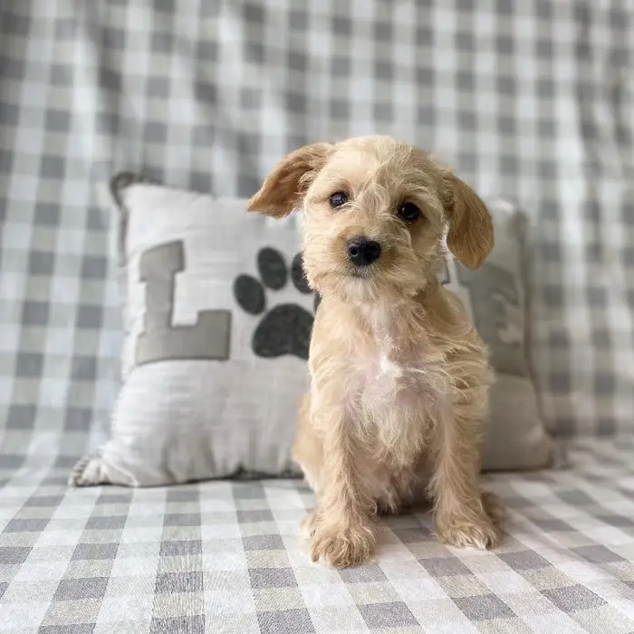 Male Schnoodle Puppy for sale