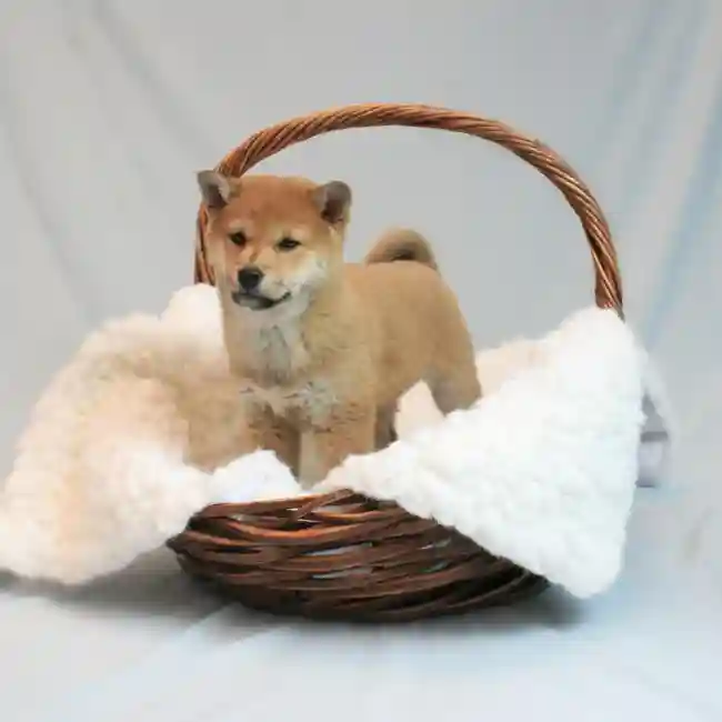 Female Shiba Inu Puppy for sale