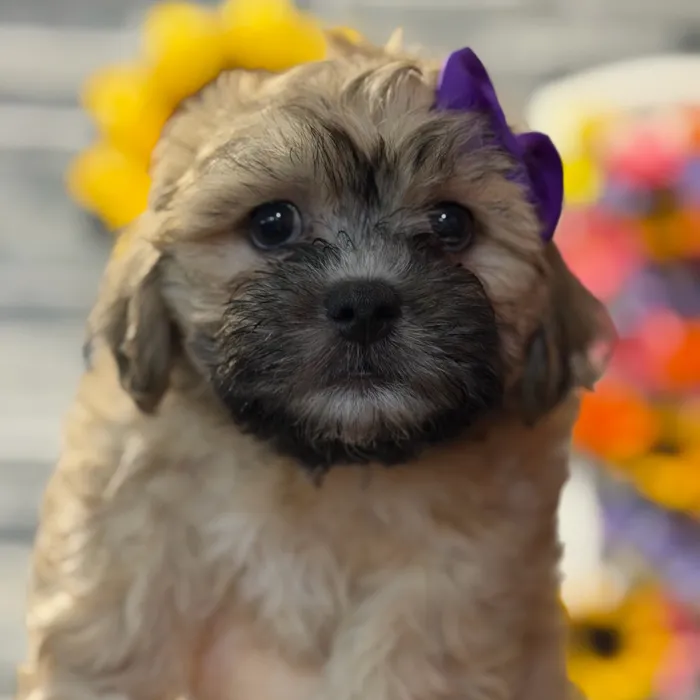 Female Teddy Bear puppy named Cinderella for sale at Petland North Kansas.