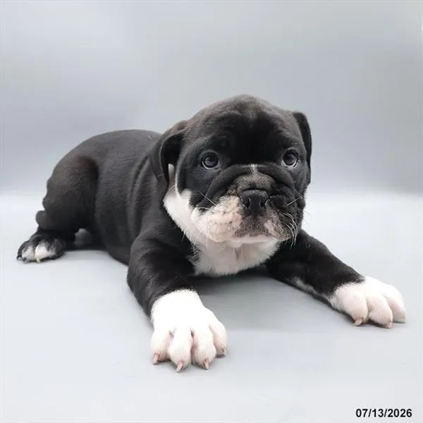 Female Victorian Bulldog puppy for sale at Petland Blue Springs.