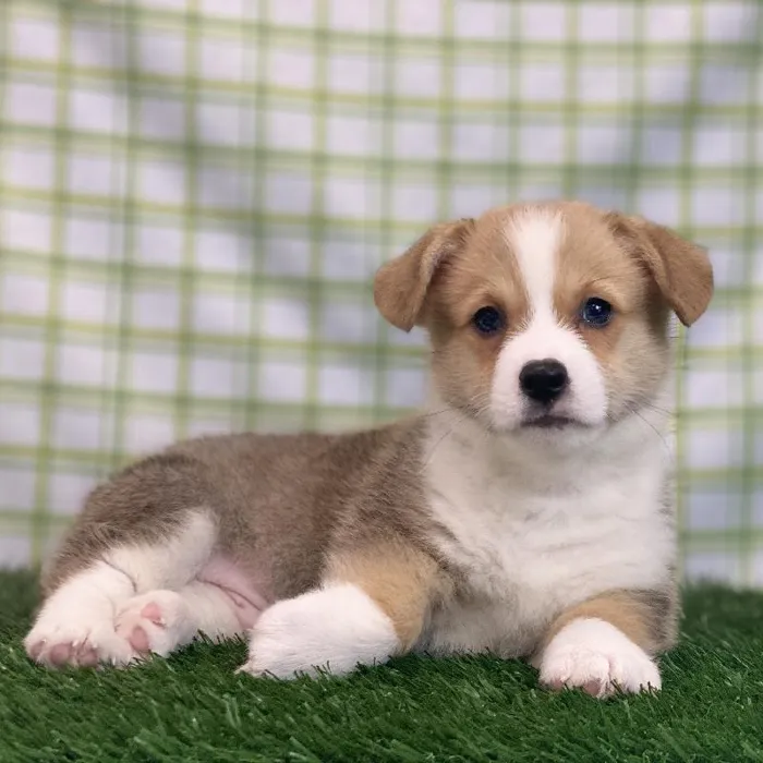 Male Pembroke Welsh Corgi Puppy for sale