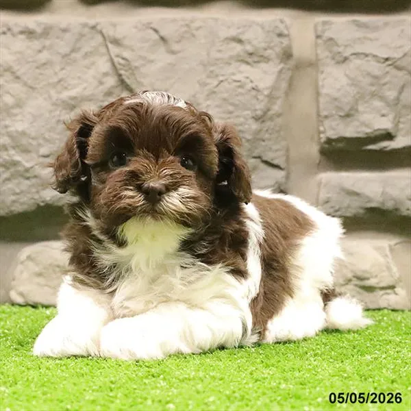 Female Havanese-Shih Tzu puppy named Charlie for sale at Petland North Kansas.