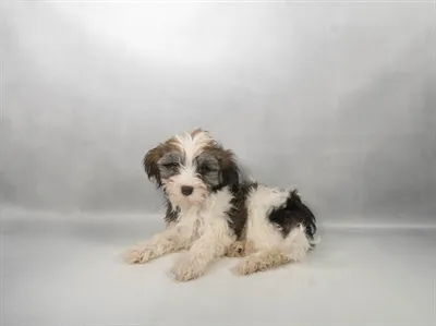 Female Havanese puppy for sale at Petland Blue Springs.