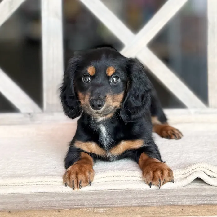 Male Dachshund puppy named Bear for sale at Petland Blue Springs.