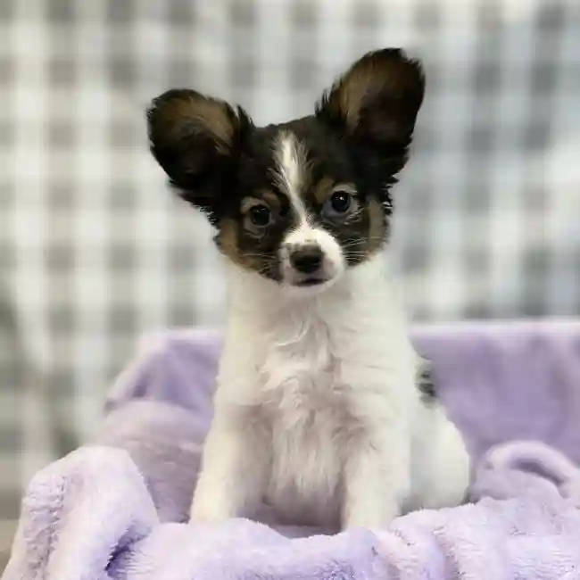 Female Papillon Puppy for sale