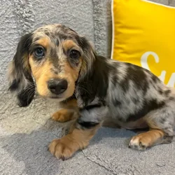 Male Dachshund puppy named Cowboy for sale at Petland North Kansas.