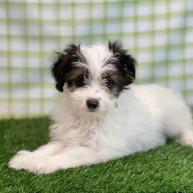 Female Mini Aussiedoodle Puppy for sale