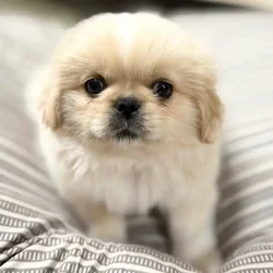 car_main_img_/media/ap_media/pets/VMUUVSHBVALR65058.webp.250x250_q85.webp