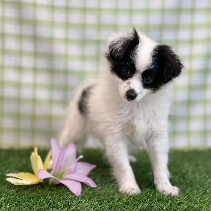 Male Mini Aussiedoodle Puppy for sale