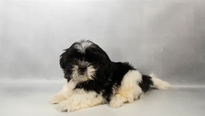 Male Shih Tzu puppy named Carl for sale at Petland North Kansas.