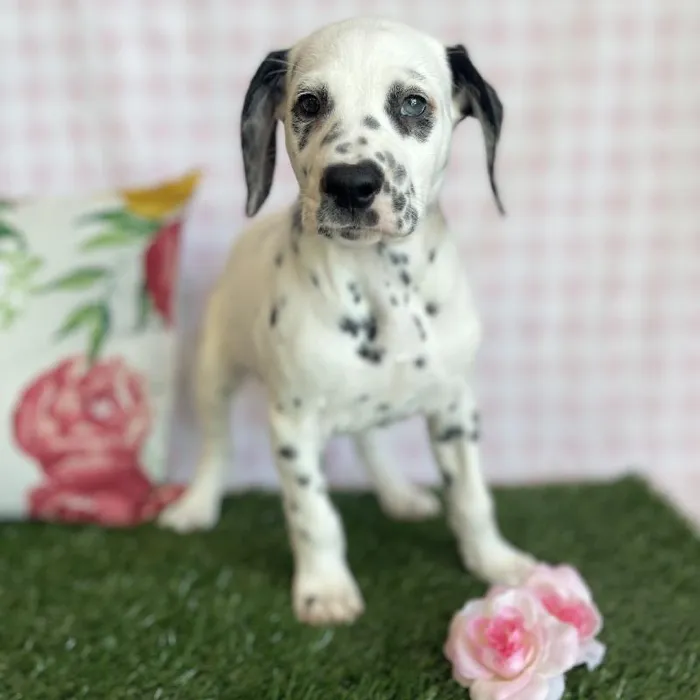 Female Dalmatian Puppy for sale