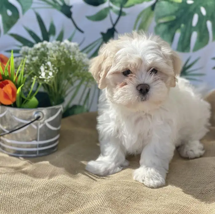 Male Teddy Bear Puppy for sale