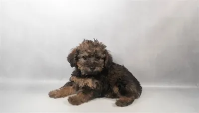 Male Yorkie-Poo puppy for sale at Petland Blue Springs.