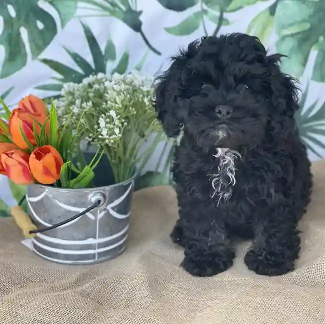 Male Cockapoo Puppy for sale