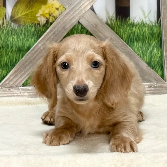 Male Dachshund puppy for sale at Petland North Kansas.