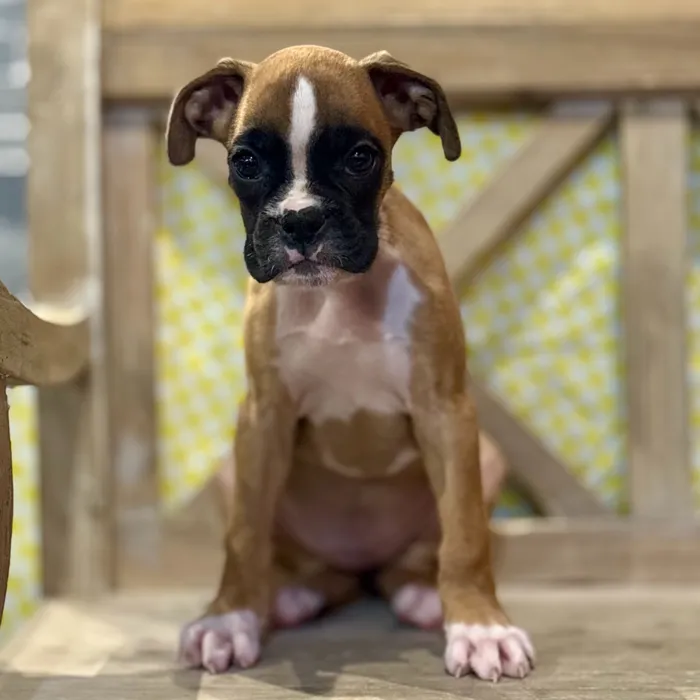 Female Boxer puppy for sale at Petland North Kansas.