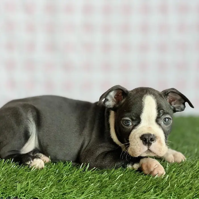 Male Boston Terrier Puppy for sale