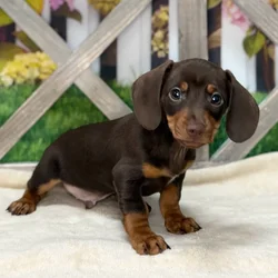 Male Dachshund puppy named Thor for sale at Petland Blue Springs.
