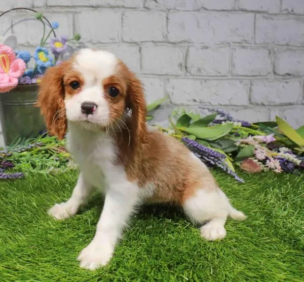 Female Cavalier King Charles Spaniel puppy for sale at Petland Blue Springs.