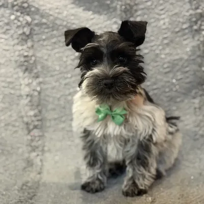 Male Mini Schnauzer puppy named Casper for sale at Petland North Kansas.