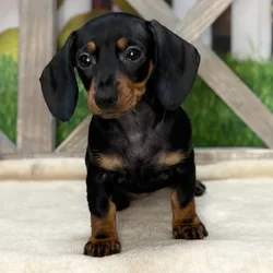 Female Dachshund puppy named Black Widow for sale at Petland Blue Springs.