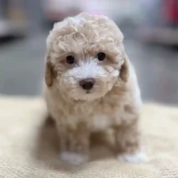 car_main_img_/media/ap_media/pets/WNHVPQRGHFLU64697.webp.250x250_q85.webp