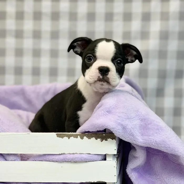 Female Boston Terrier Puppy for sale