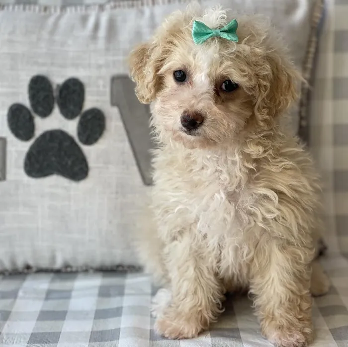 Female Maltipoo Puppy for sale