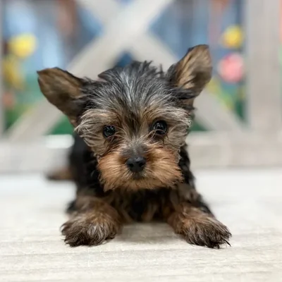 Male Yorkie puppy named Bart for sale at Petland North Kansas.