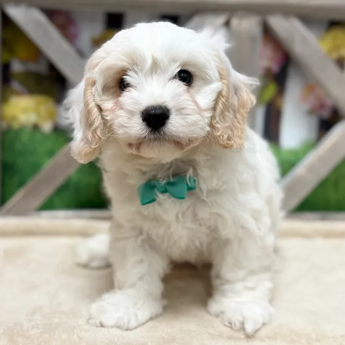 Male Cavachon puppy named Emerald for sale at Petland North Kansas.