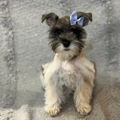 Female Mini Schnauzer puppy named Wendy for sale at Petland North Kansas.