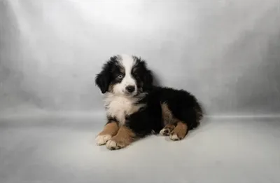 Male Miniature Australian Shepherd puppy for sale at Petland North Kansas.