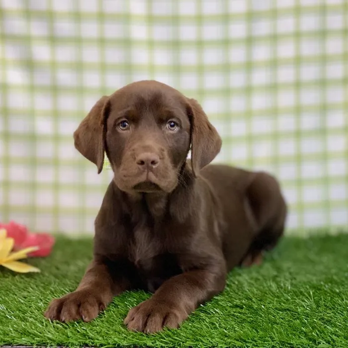 Male Labrador Retriever Puppy for sale