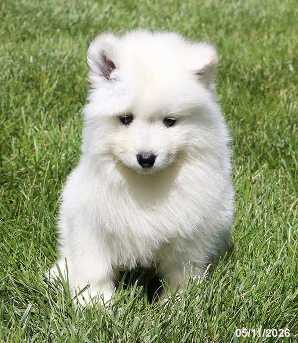 Female Samoyed puppy named Vuitton for sale at Petland North Kansas.