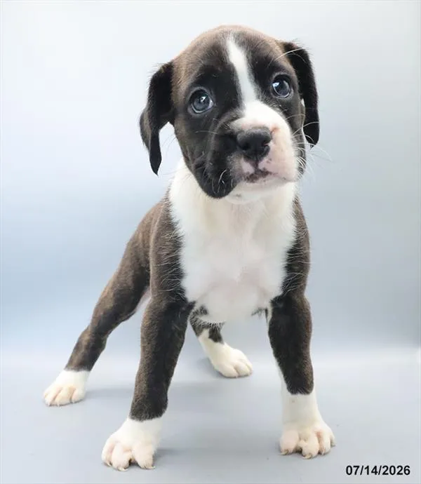 Female Boxer puppy for sale at Petland Blue Springs.