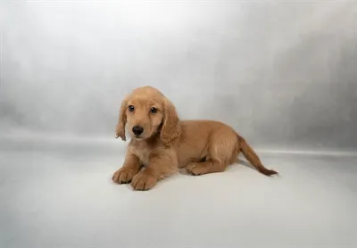 Male Dachshund puppy for sale at Petland North Kansas.
