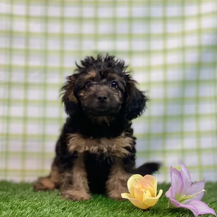 Female Shipoo Puppy for sale