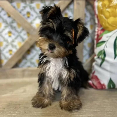 Female Yorkie Puppy for Sale in Kansas City, MO