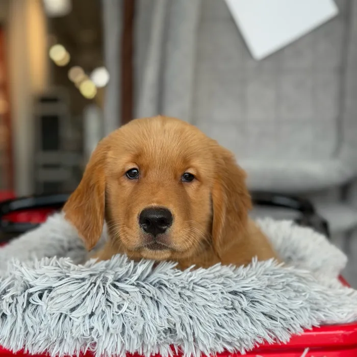 Male Golden Retriever puppy named Tucker for sale at Petland North Kansas.