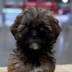 car_main_img_/media/ap_media/pets/YIHEGKYRAWJP67502.webp.250x250_q85.webp
