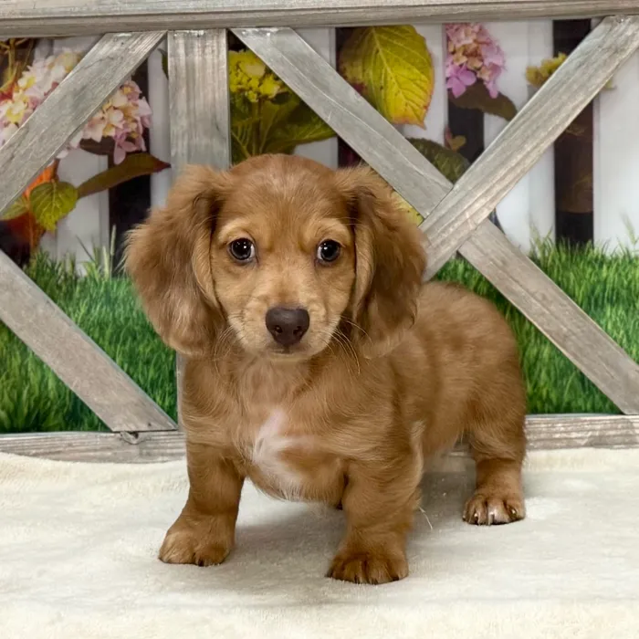 Male Dachshund puppy for sale at Petland North Kansas.