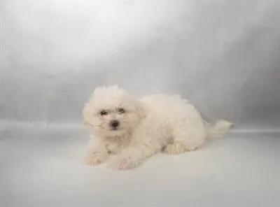 Female Teddy Bear puppy for sale at Petland Blue Springs.