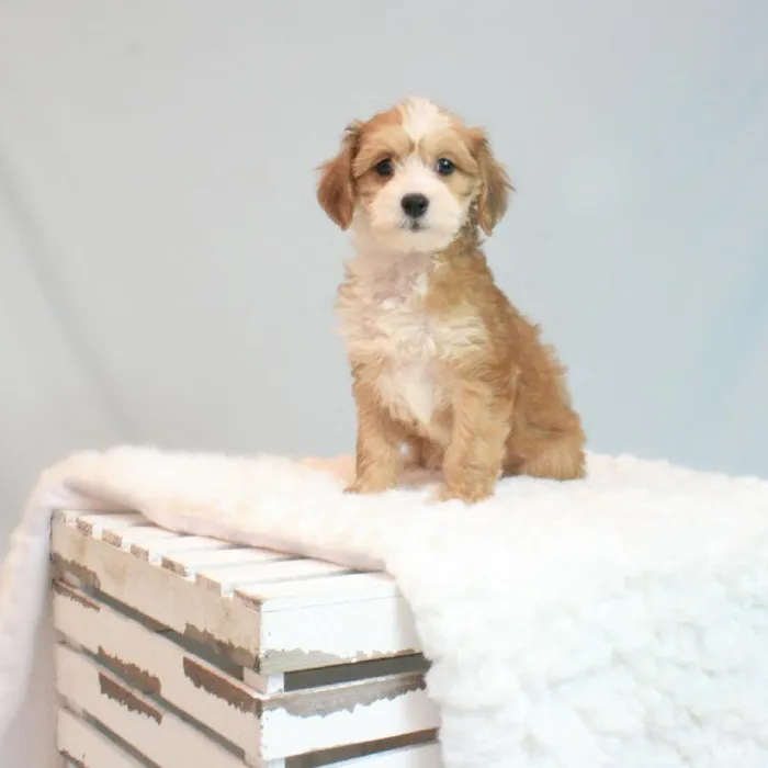 Female Chinese Crested Puppy for sale