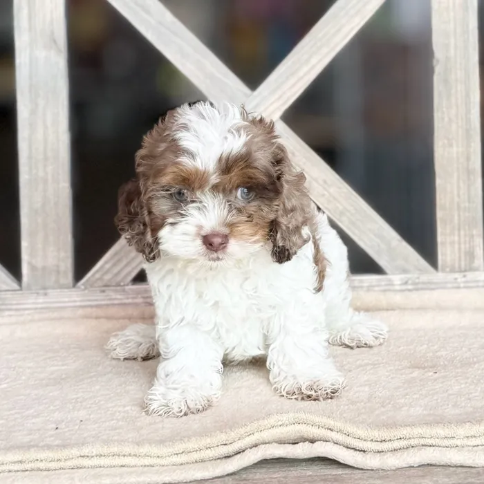 Female Cockapoo puppy for sale at Petland North Kansas.