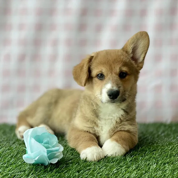 Male Pembroke Welsh Corgi Puppy for sale